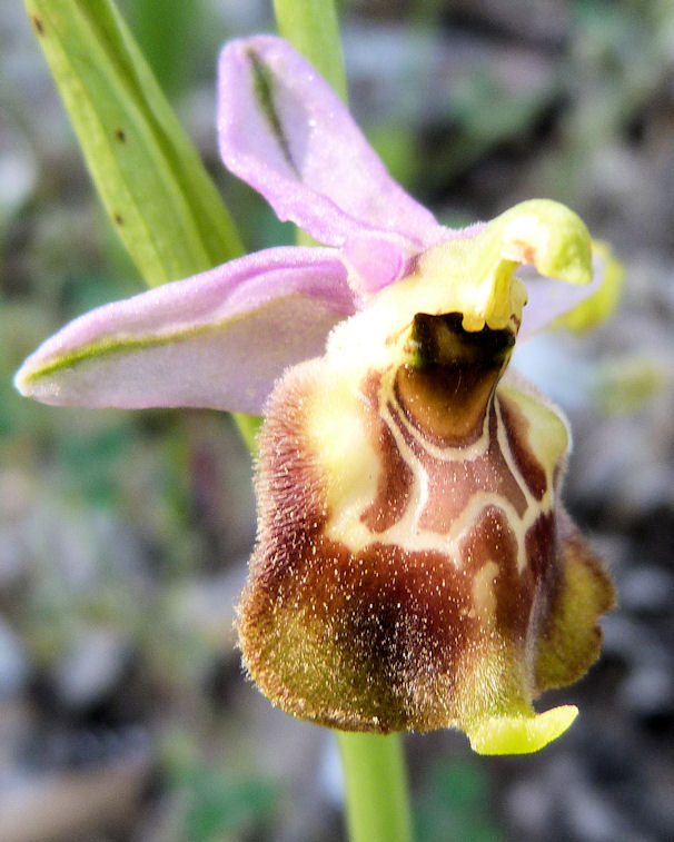 Orchidea cinabra